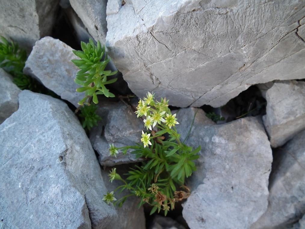 Saxifraga sedoides